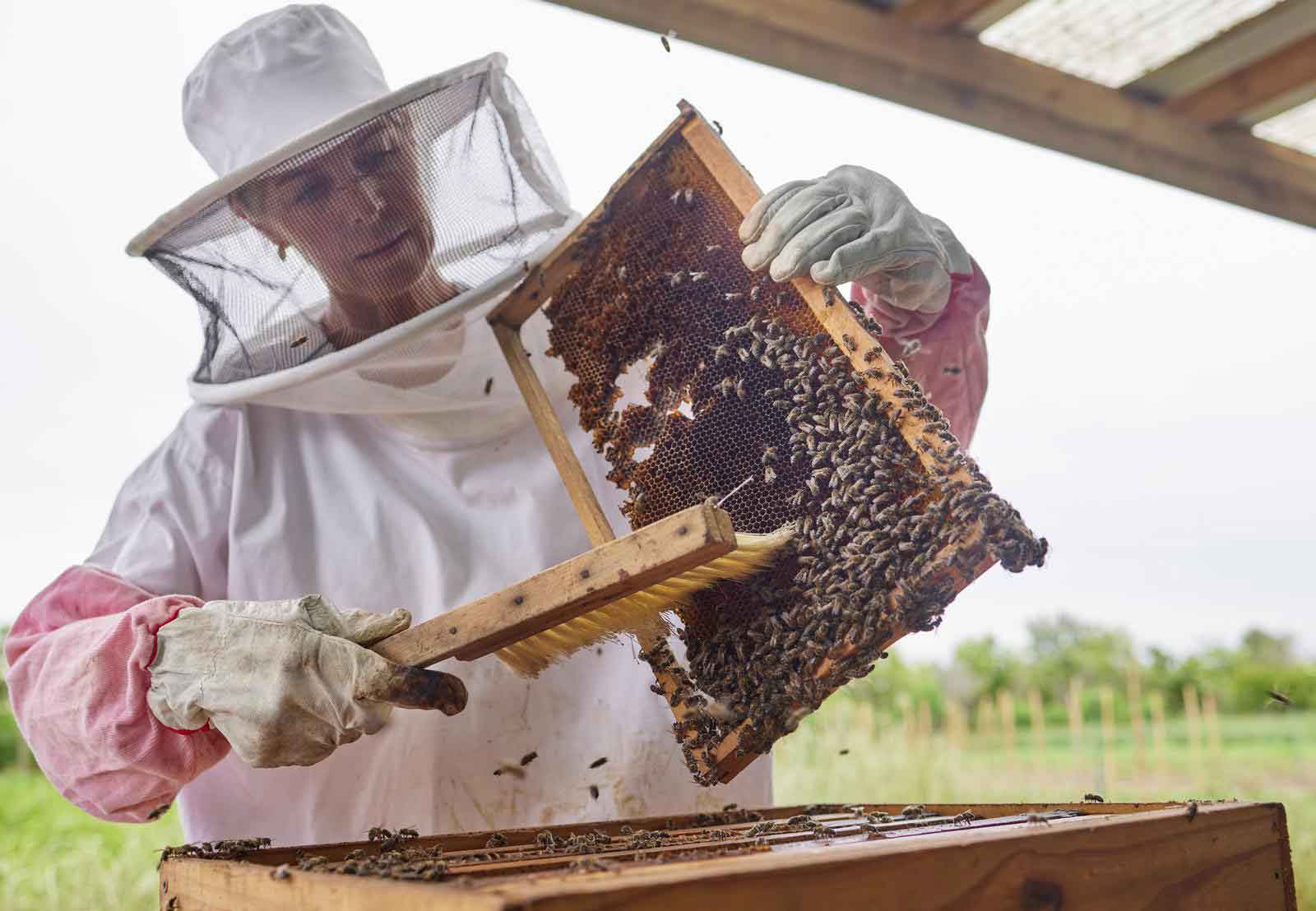 Learn About Beekeeping Learn About Beekeeping